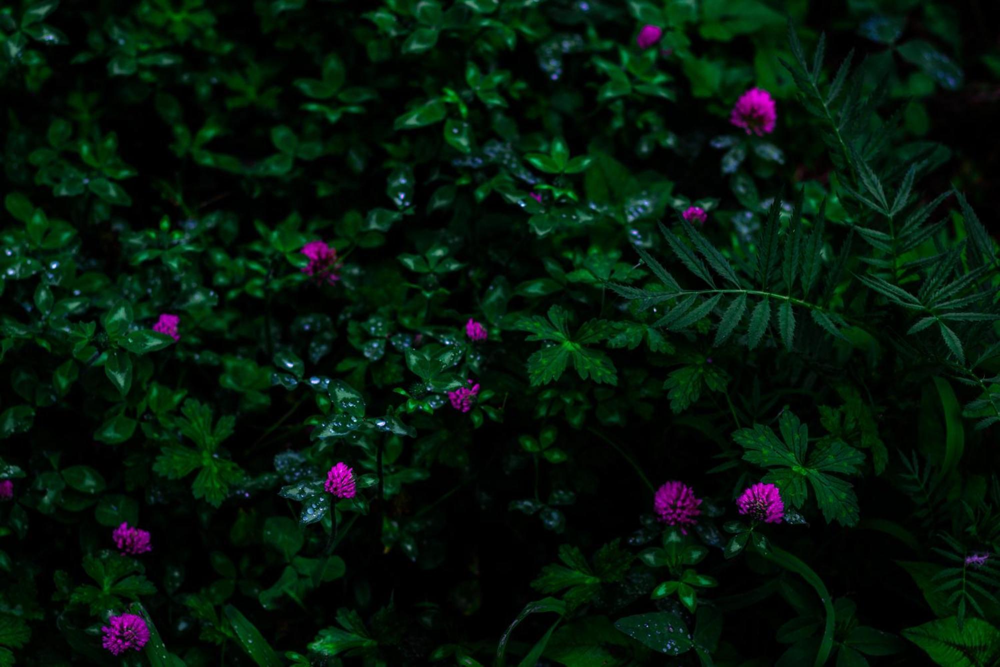 The Homstel Manali Ostello Esterno foto